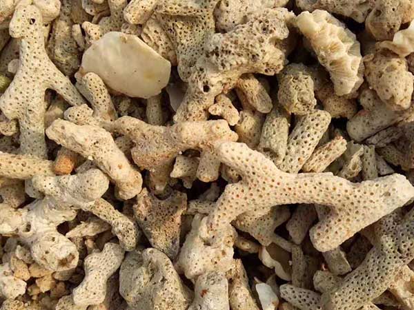 珊瑚骨，珊瑚砂
