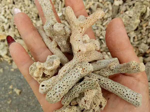 珊瑚骨，珊瑚砂